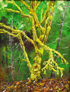 Wolf Tree, 20 x 16 inches, SOLD
